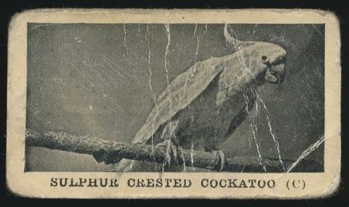 V119 51 Sulpher Crested Cockatoo.jpg